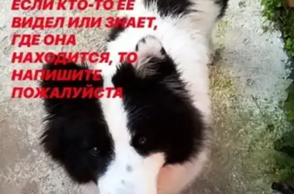 Пропала собака Боня в Вертлино, Московская область