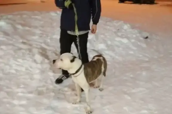 Найдена бойцовская собака в Серебряном ручье