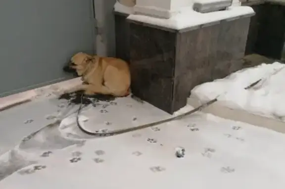 Найдена рыжая собака в Щукино https://vk.com/annaolina