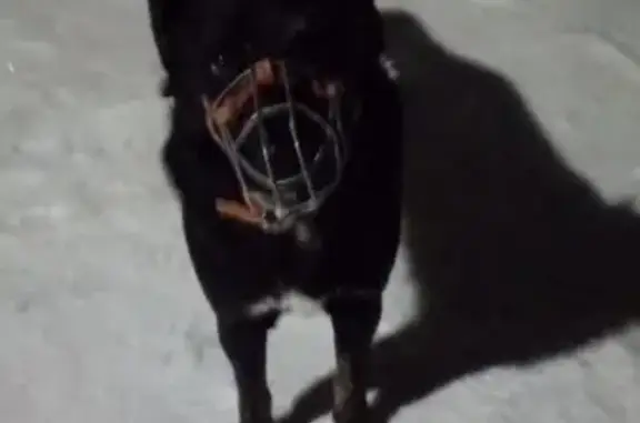 Пропала собака Мухтар в Мамадыше, Татарстан