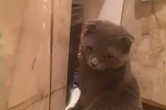 Найден серый кот в Астрахани на Бара 55!