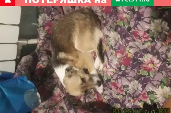 Объявления о пропавших и найденных животных, Балашов, фото: Пропала собака на КПТ в Балашове