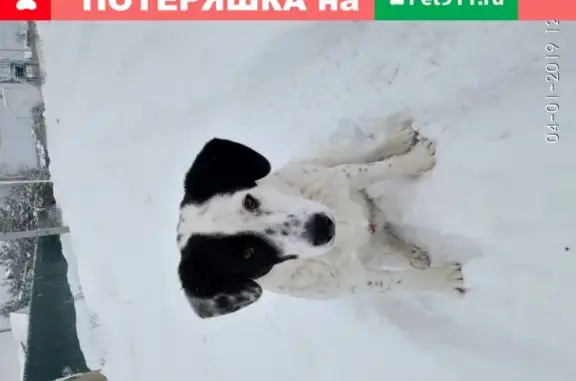 Найдена собака в Филипповском, Чеховский район, МО