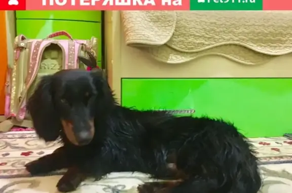 Найдена собака в Нахабино, ул. Панфилова, 29
