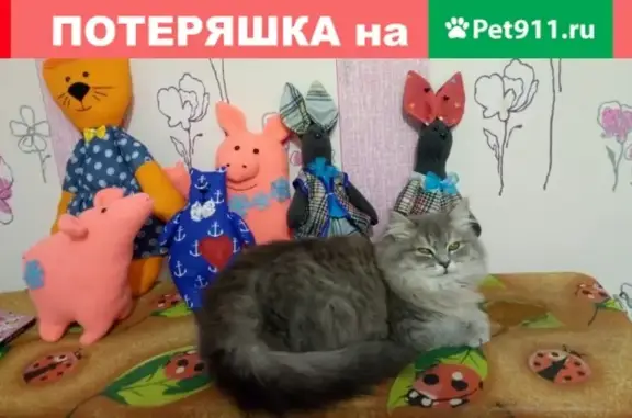 Пропала кошка на улице Керамиков