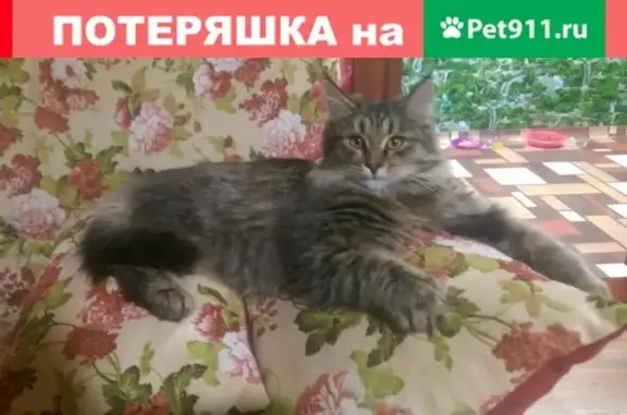 Пропала кошка в Пермском крае, район лесопилки Рогалева