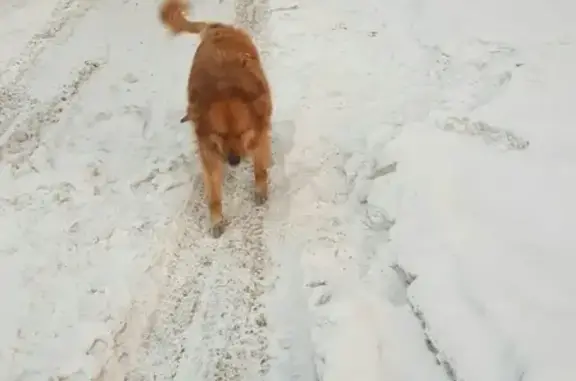 Потерян пёс на пересечении Космической и Радищева, Кемерово
