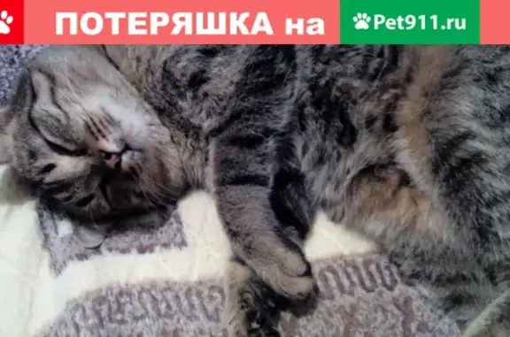 Найден полосатый кот по ул. Менделеева 1 в Омске