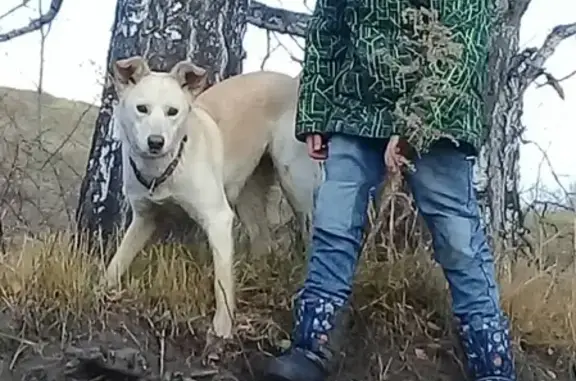 Пропала собака Герда в Тюмени