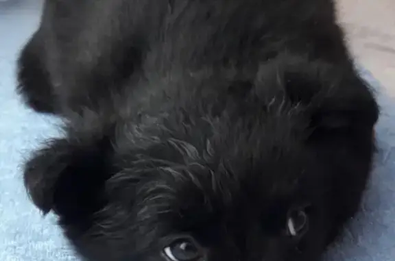 Пропала собака в Рязани, Михайловское шоссе, щенок черного окраса.