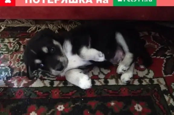 Пропал щенок в Новокузнецке, район БТР-а