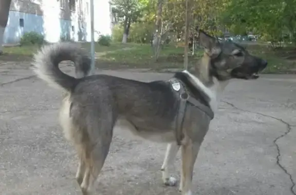 Пропала собака Герда в Тольятти