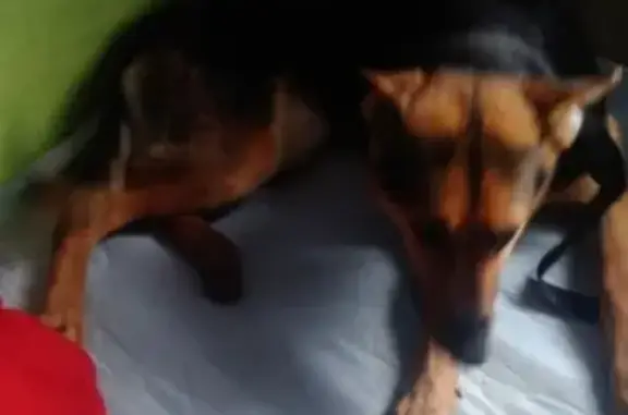 Найдена собака в Апшеронске, ищем хозяина