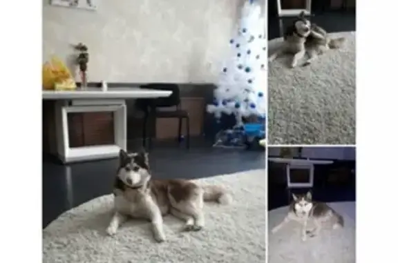 Пропала собака Мира в посёлке Тимашево, Уфа