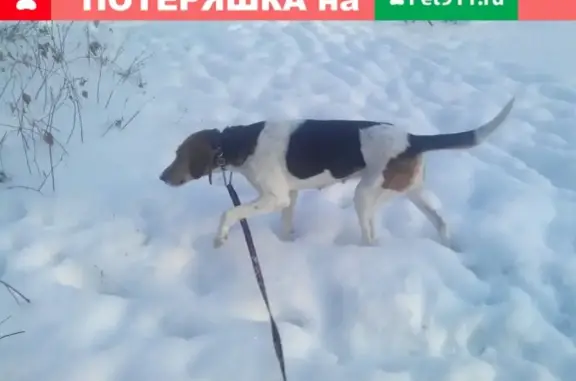 Пропала собака Леся с больными глазами в Рязани