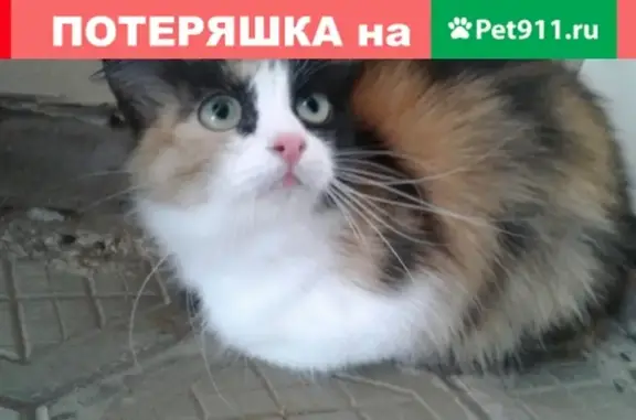 Пропала кошка на Ивана Быстрых, Можга