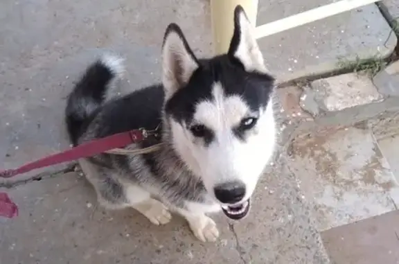 Пропала собака в Астрахани, номер на ошейнике