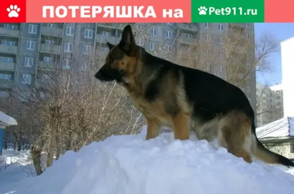 Пропала собака, район 29 Северная-Орджоникидзе, Омск