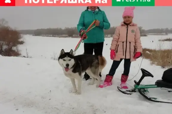 Пропала собака в Орске, срочно ищем!