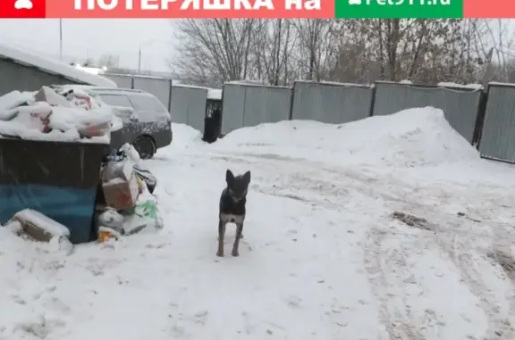 Найдена собака в Калуге, адрес - 2-й Берендяковский пер., д.1а