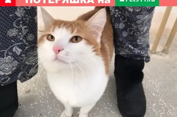 Найдена кошка на улице Героя России А.В. Яковлева 9!