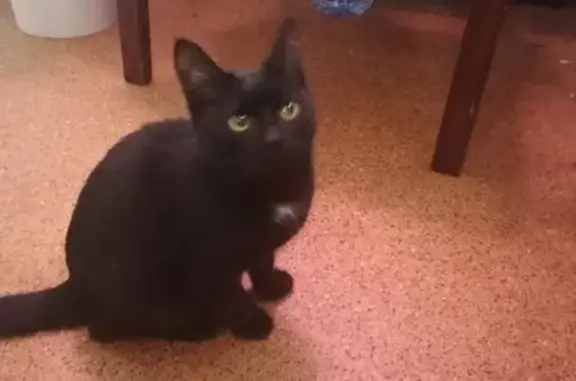 Найден черный котенок в районе ДКМ