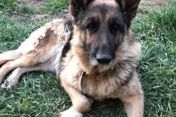 Найдена собака Альма, пропала в районе М. Жукова, звоните Юрию