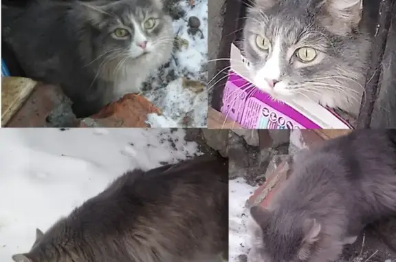 Найдена кошка Алена Руссу https://vk.com/id91383068