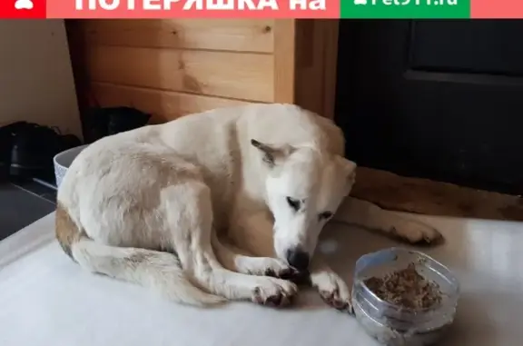 Найдена белая собака в СНТ Тебеньки, ищем хозяев