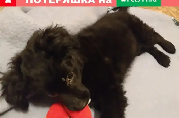 Найден щенок возле магазина Магнит в Коврове