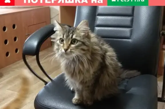 Найден голодный кот на улице Чехова, ищем хозяев. Фото и телефон внутри.