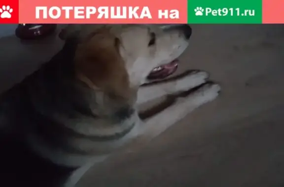 Найдена собака в ЖК Спортивная деревня, Краснодар