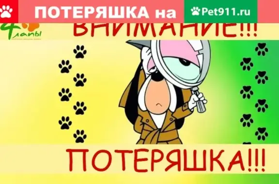 Пропала собака в Белгородской области, район Дубрава, кличка ДРУЖОК, ошейник цвета хаки.