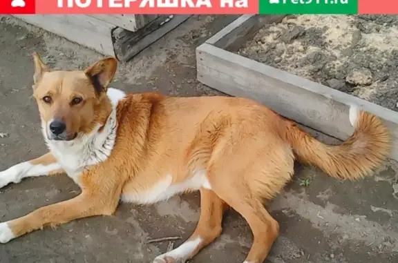 Пропала собака в Красном Абакане, Хакасия