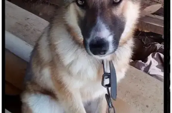 Пропала собака Алиса в Перми