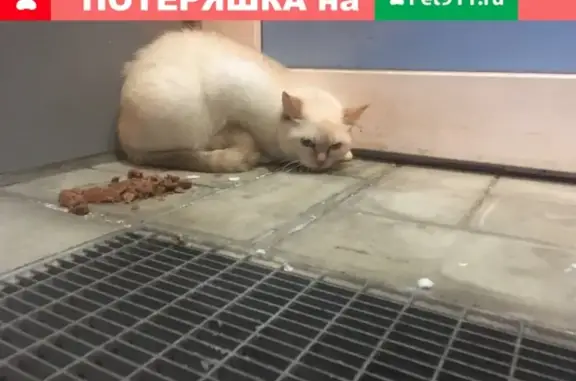 Найдена кошка в Электростали