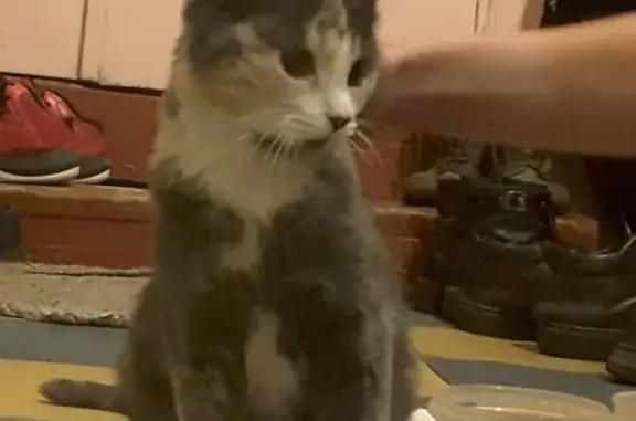 Найдена кошка на улице Глинки, Адмиралтейский район