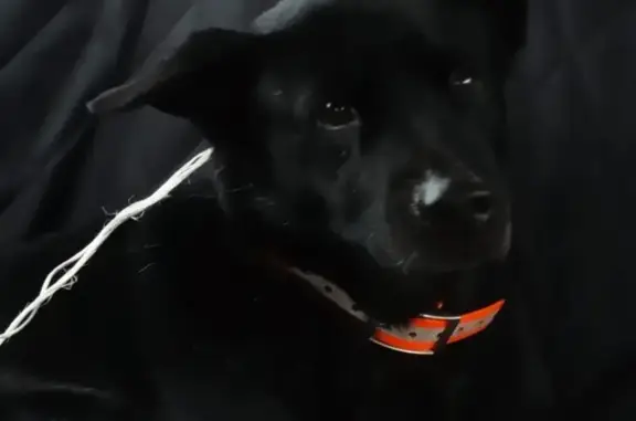 Найдена собака на Приозерском шоссе, ошейник оранжевый