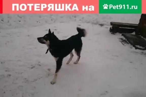 Найдена собака в деревне Любище, Лужский район