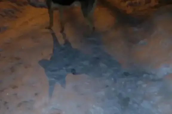 Пропала собака в Орехово-Зуево: овчарка без ошейника.