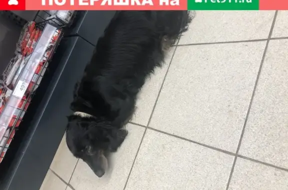 Найдена собака в магазине «Магнит» (Краснодонская ул. 1к1)