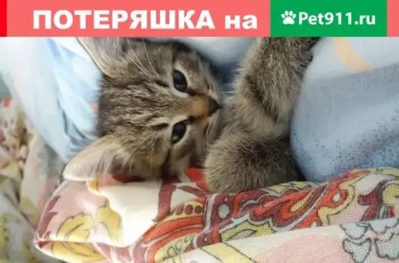 Пропала кошка на ул. Попова, 8А (Пенза)