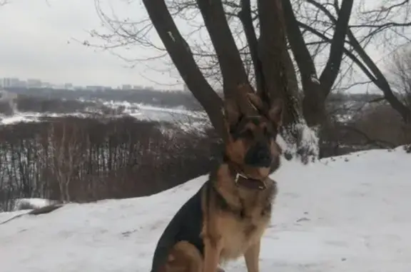 Пропала собака Джек в Москве, район Мрскворечье-Сабурово