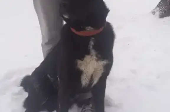 Найдена собака в Центральном районе СПб