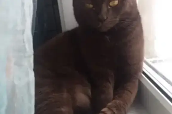 Кошки потеряшки, СНТ Восход, фото: Потеряшка кот Оскар в СНТ Восход, Первоуральск.