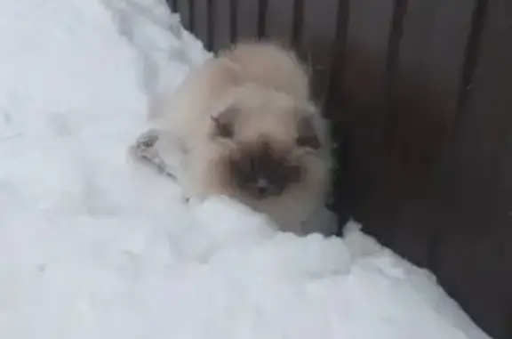 Найдена кошка в Брянске