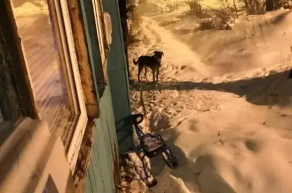 Найдена собака, Пермь, фото: Найден пес с снегокатом в Перми - помогите найти хозяев!