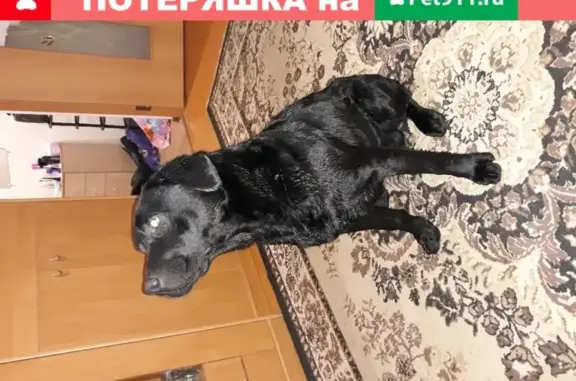 Найден пёс Лабрадор в Таганроге