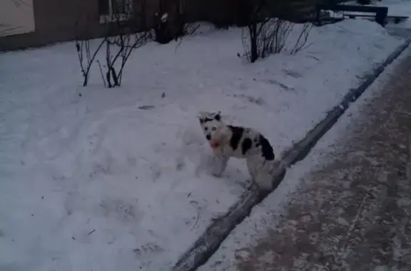 Собака найдена в Чайковском, ищем старых хозяев!