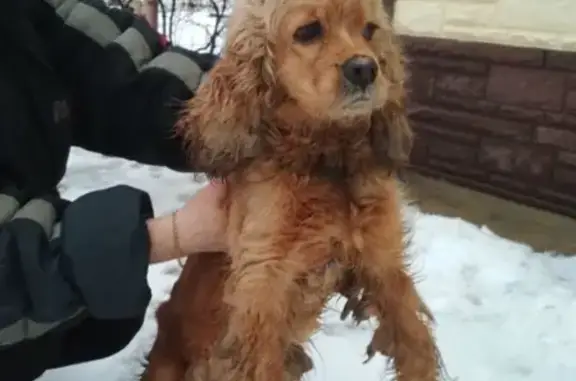 Найдена породистая собака в Красном Яру